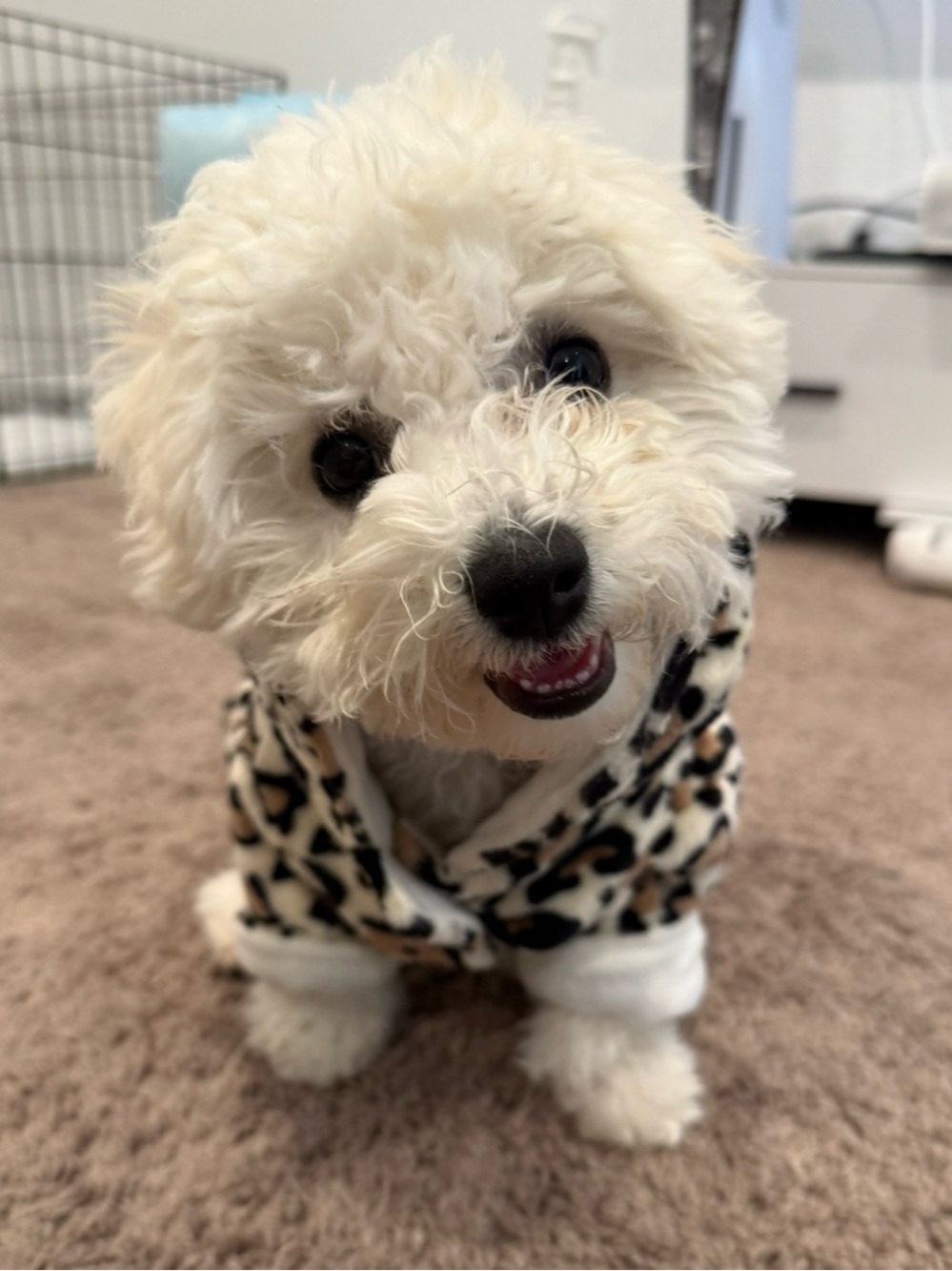 Dog Costume Size Small